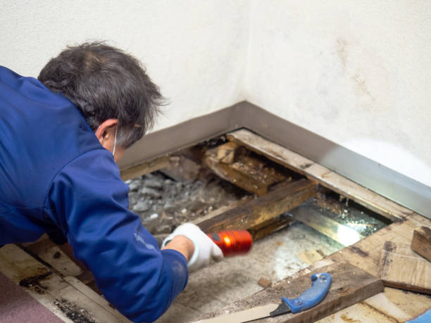 Best Crawl Space Mold Remediation in De Leon, TX