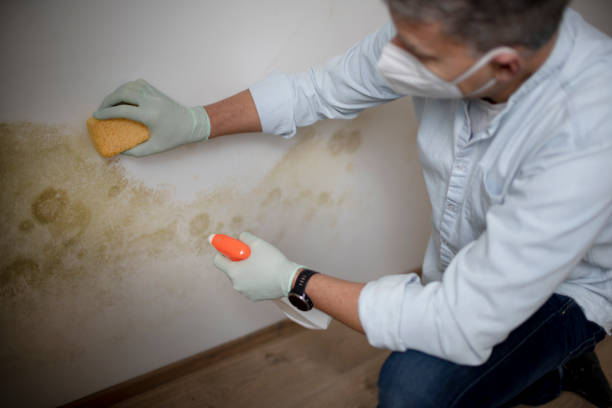 Best Mold Testing and Inspection Services in De Leon, TX