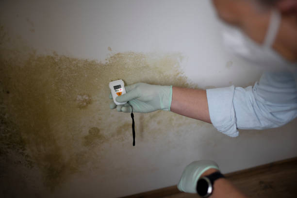 Best Commercial Mold Remediation in De Leon, TX
