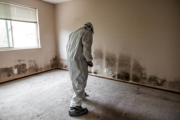 Best Mold Remediation for Specific Building Types in De Leon, TX