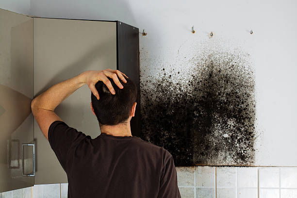 Best Localized Mold Remediation (e.g., coastal areas, humid climates) in De Leon, TX