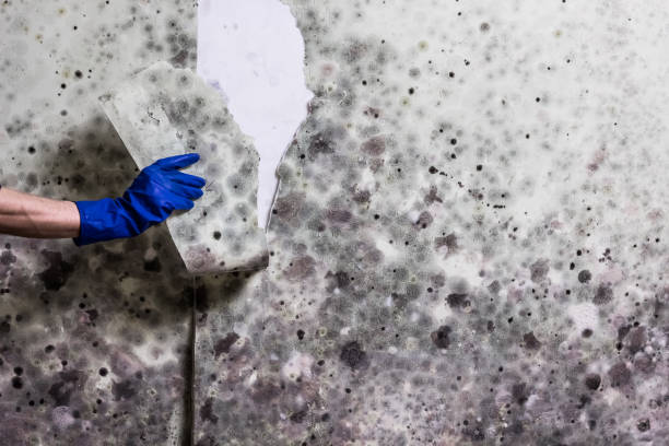 Best Preventive Mold Services in De Leon, TX